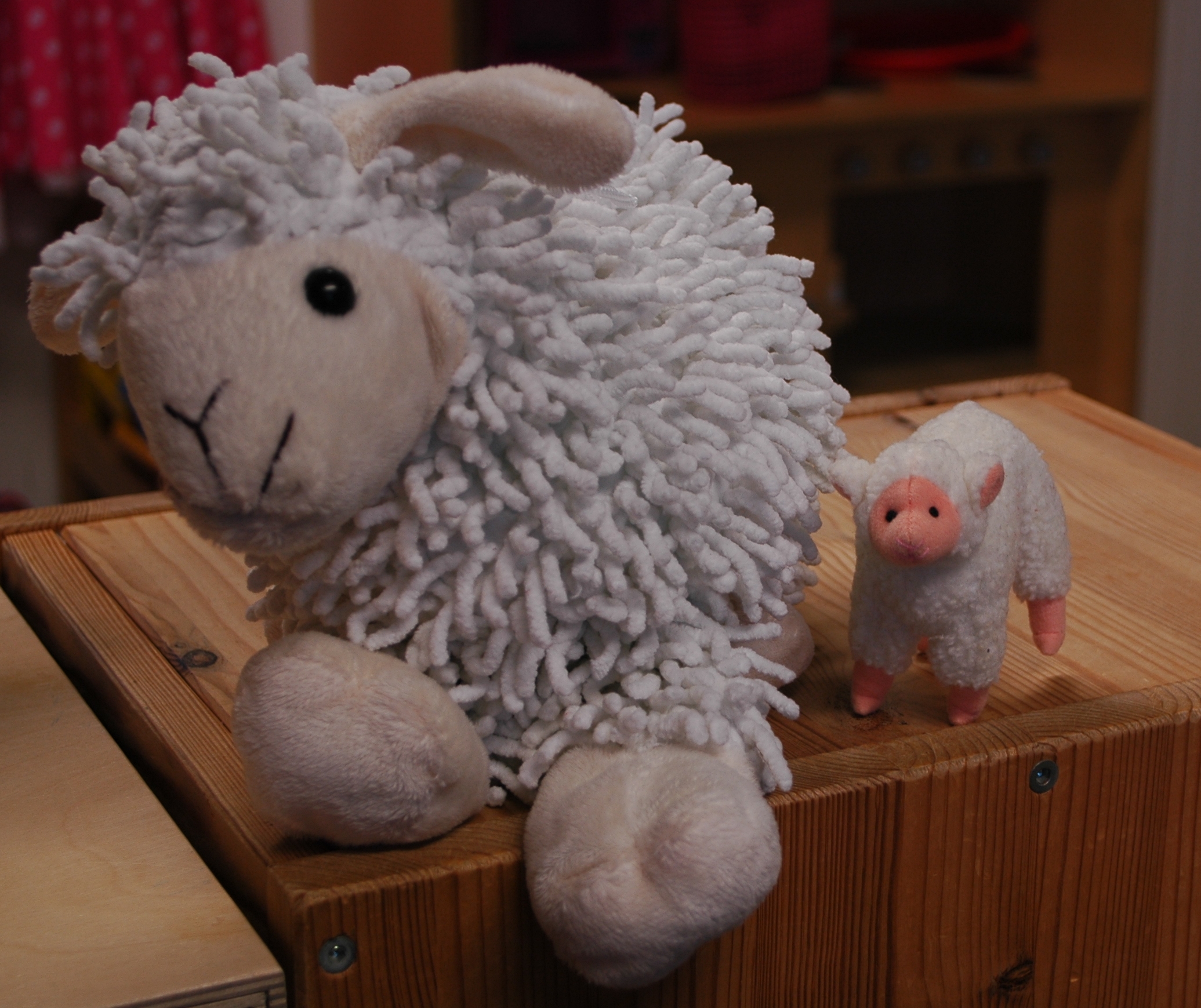 Bezoek aan de lammetjes