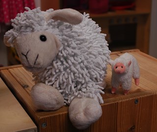 schaap-lammetje